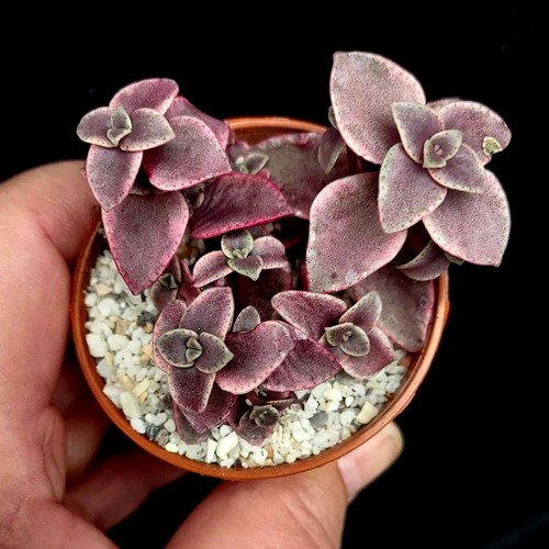 Crassula marginalis calico - crassula,
