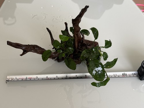 Anubias barteri spider - barteri, wood