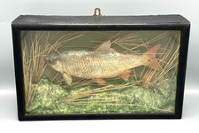 Antique Taxidermy Fish Roach
