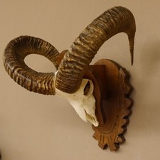 Mouflon (Ovis Gmelini Musimon)