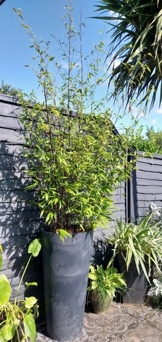 Large black bamboo - large,