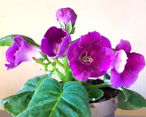 Purple sinningia gloxinia - purple,