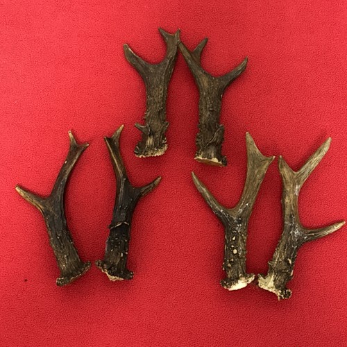 Pairs roe deer - of, antlers