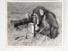 Chimpanzee Judy Photographer