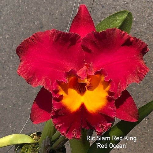 Rare cattleya rlc siam red - cattleya/rlc.,