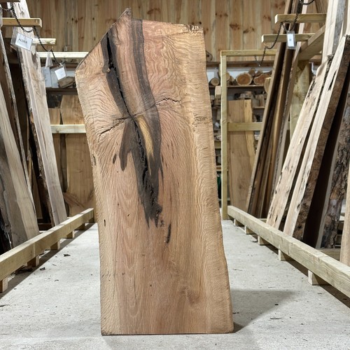 Holm oak plank - oak,
