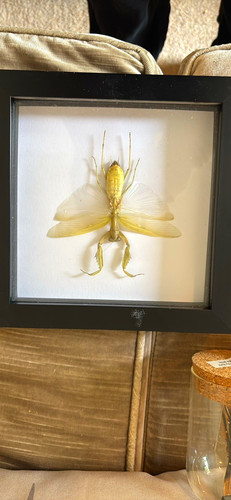 Framed mounted mantis insect - framed,