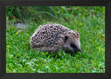Hedgehogs Framed Wall Art