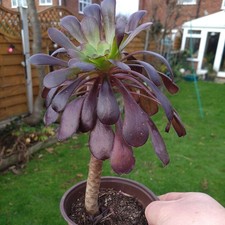 Black Rose Succulent Plant