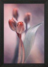 Tulips Framed Wall Art Poster