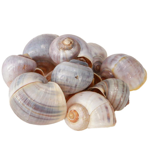 Natural decorative snail - natural,