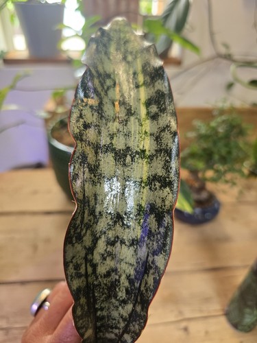 Large leaf rooted - 3,