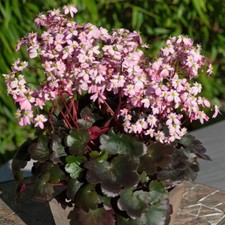 Saxifrage ‘Dancing Pixies Tilda’. Plug Plant x 3. Star shaped pink flowers