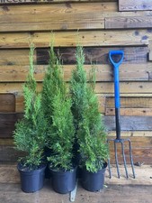 5x Large Thuja Smaragd Cedar Hedging Trees 60-80cm in 3L Pots By Direct Plants