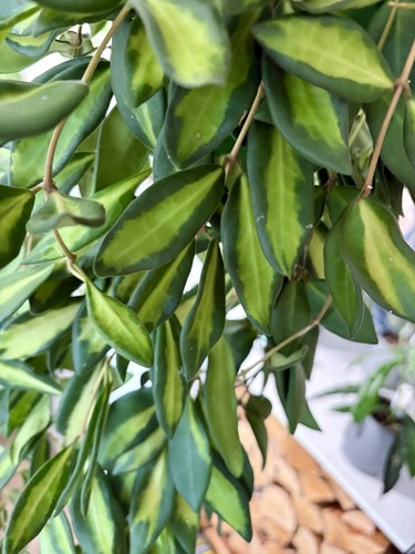 Hoya burtoniae variegated - hoya,