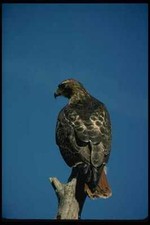 070023 Red Tailed Hawk On