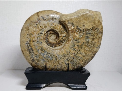 Large hokkaido ammonite fossil - hokkaido,