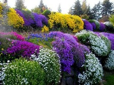 50 MIXED TRAILING ALPINE