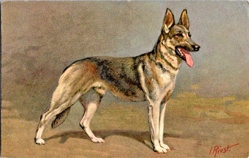 Vintage 1930s alsatian - vintage,