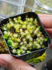 Utricularia tridentata -