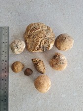  Fossil flint echinoid sea urchin cretaceous chalk Micraster  bundle