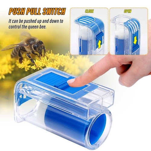 Rearing queen bee marking - bee,