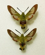 Sphingidae HEMARIS FUCIFORMIS