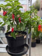 Naga Morich Chilli Seeds X12 Genuine Quality - UK  Seeds & Seller - Very Hot 