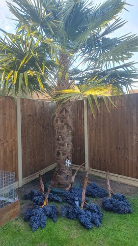Trachycarpus fortunei hardy - fortunei,