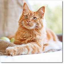 Doodlecards Happy Birthday