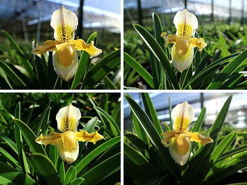 Rare paphiopedilum exul x - rare,