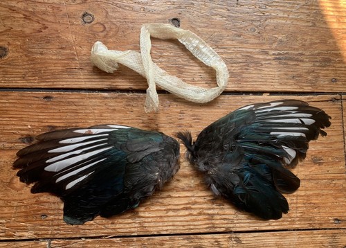 Taxidermy wings bones - wings,