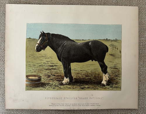 Clydesdale stallion grand - clydesdale,