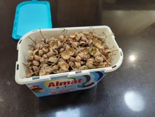 Acorn Cups/Caps bundle