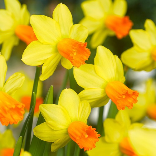 Mini daffodil jetfire - mini,