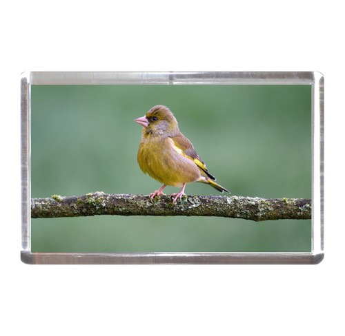 Fridge magnet greenfinch - fridge,