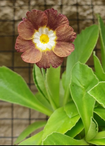 Auricula primula eden - primula,