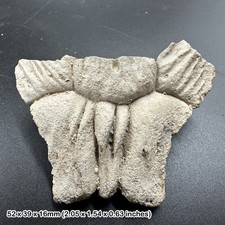 Large turtle nuchal scutes