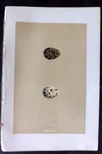 Morris 1896 Antique Bird Egg Print. Quail 144