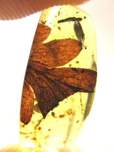 Burmese burmite cretaceous - burmese,