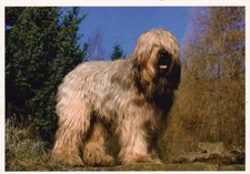 BRIARD * DOG * Postcard