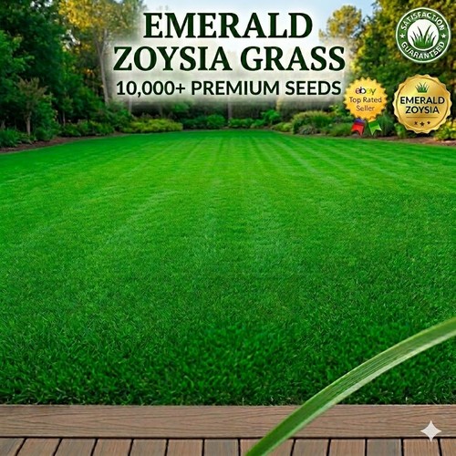 000 emerald zoysia grass - 10,000,