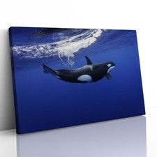 Killer Whale in the Pacific
