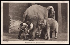 Elephants Chiropody Postcard