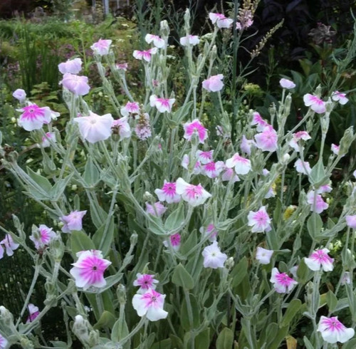 Rose campion lychnis - rose,