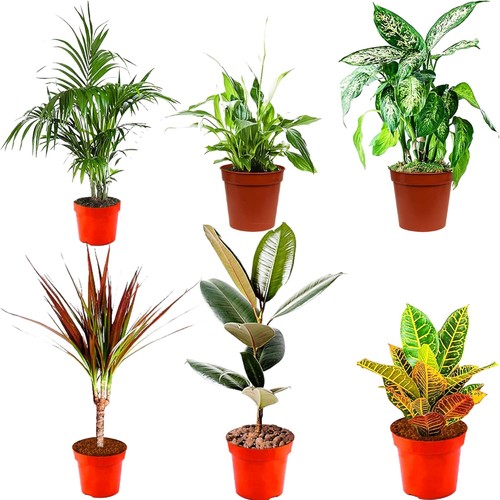 Real indoor plants mix - plants, real,