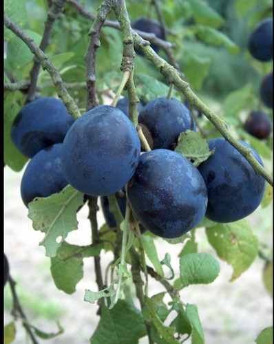 3ft damson plum tree - 2-3ft,