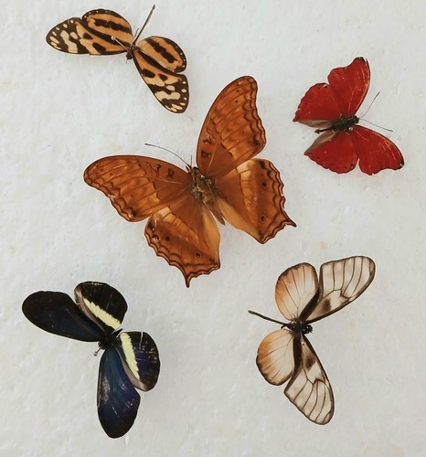 Butterfly collection set x5 - ,