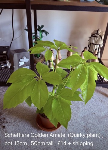 Schefflera golden amate pot - schefflera, amate,