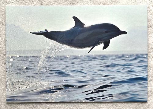 Postcard dolphin - 1,